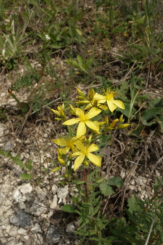Hypericum elegans (Hypericum elegans)
