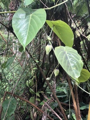 Passiflora ligularis