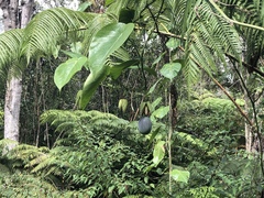 Passiflora ligularis