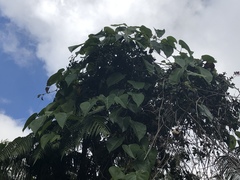 Passiflora ligularis