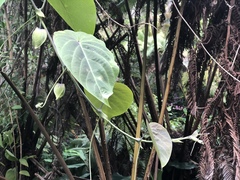 Passiflora ligularis