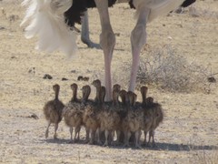 Common Ostrich photo 2