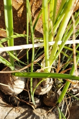 Albuca virens image