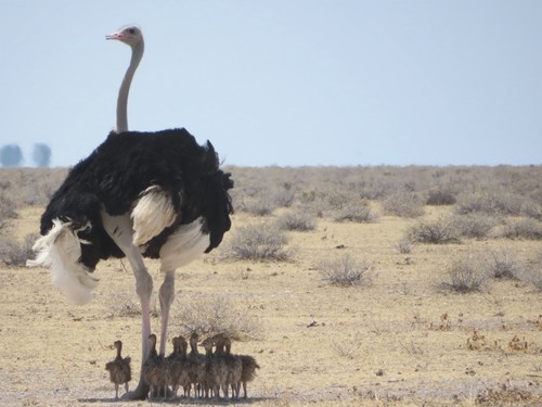 Common Ostrich