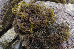 Psilophycus alveatus