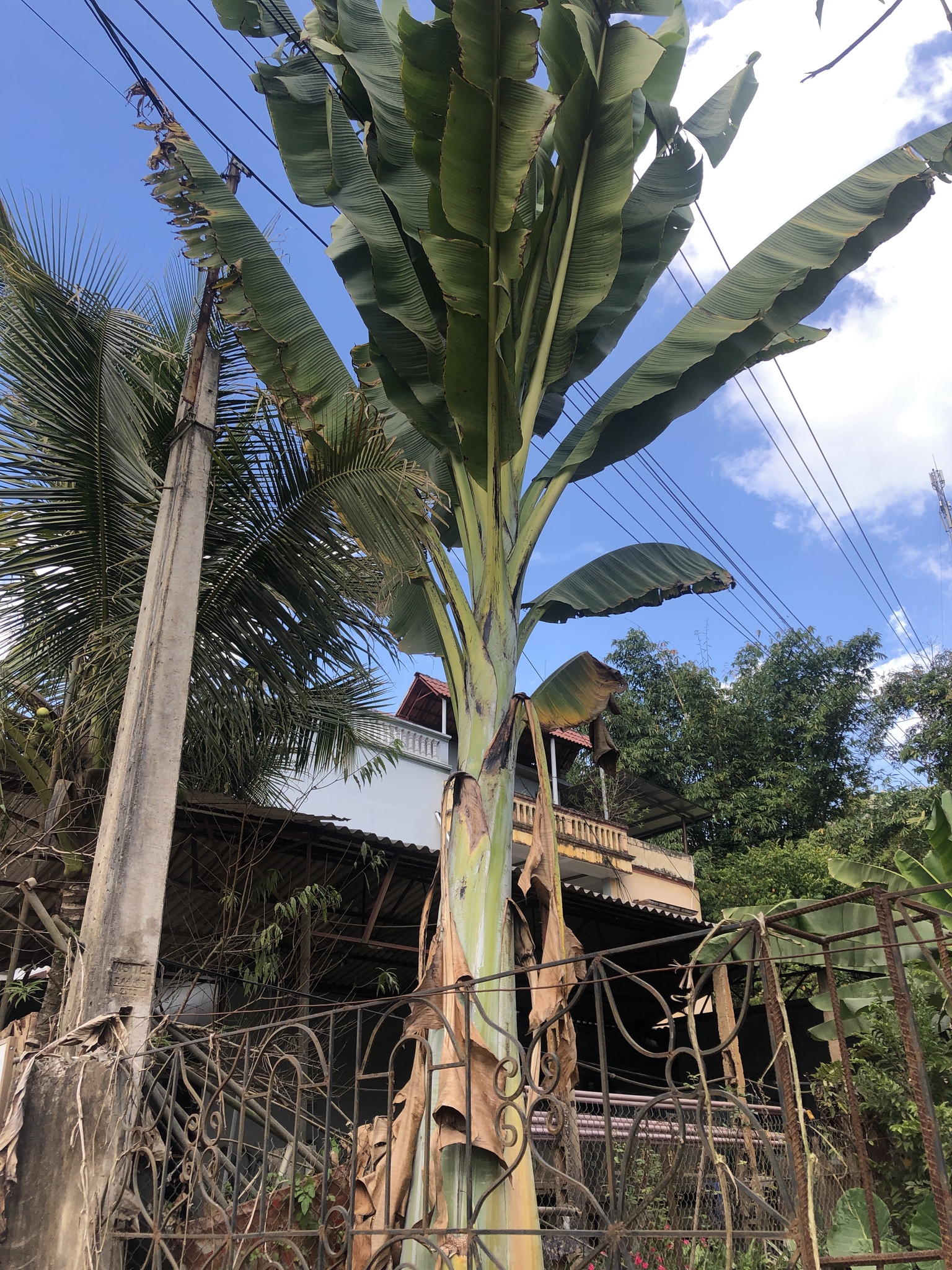Ensete glaucum — ảnh 3