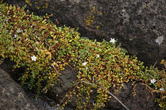 Samolus repens repens