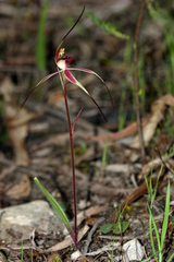 Caladenia caudata
