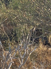 Asparagus arborescens image