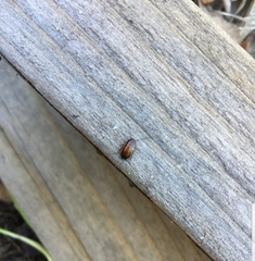 Cryptocercidae
