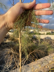 Asparagus arborescens image