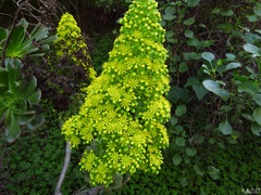 Aeonium arboreum image