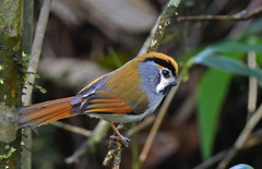 Black-Throated Parrotbill photo 2