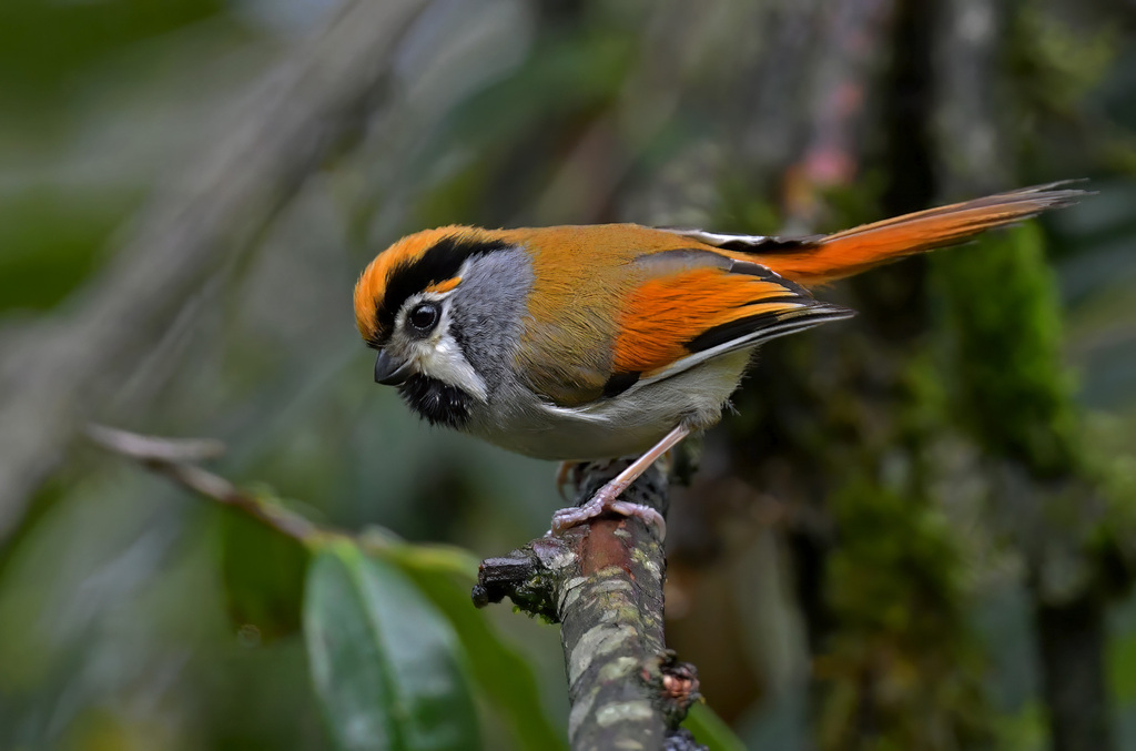 Black-Throated Parrotbill