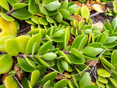 Veronica chathamica