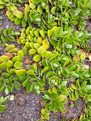 Veronica chathamica