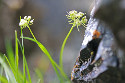 narrowleaf wildparsley (Musineon lineare)