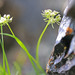 Narrowleaf Wildparsley - Photo (c) Andrey Zharkikh, some rights reserved (CC BY)