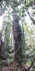 Freycinetia arborea