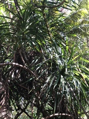 Freycinetia arborea
