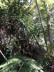 Freycinetia arborea