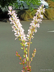 Francoa sonchifolia