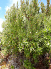 Dracophyllum arboreum