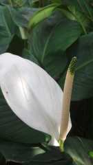 Spathiphyllum cannifolium