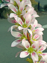 Francoa sonchifolia