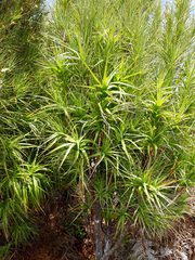 Dracophyllum arboreum
