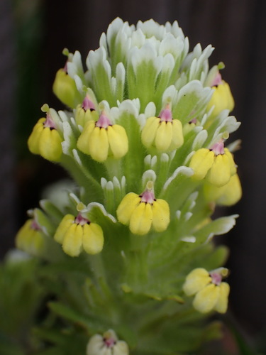 Johnny-nip (Castilleja ambigua)