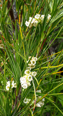 Dracophyllum arboreum