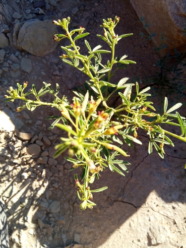 Cleome arabica image