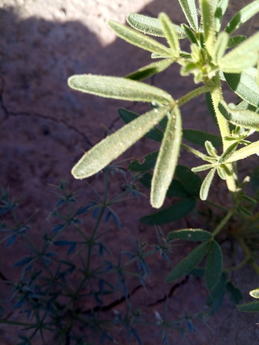 Image of Cleome Africana (Cleome africana) by (c) Karim Haddad, some rights reserved (CC BY)