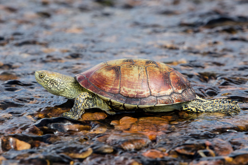 European Pond Turtle