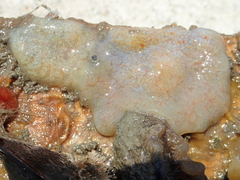 Aplidium glabrum