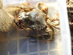 Thalamitinae