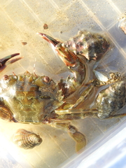 Thalamitinae