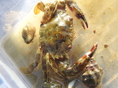 Thalamitinae