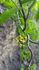 Secamone