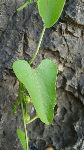 Aristolochia albida