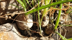 Albuca virens image