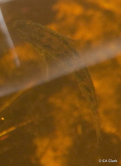 Gobiomorphus australis