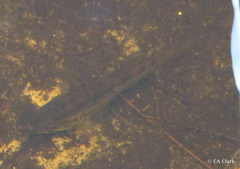 Gobiomorphus australis