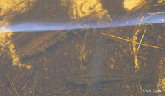 Gobiomorphus australis