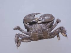 Baruna sinensis
