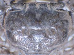 Baruna sinensis