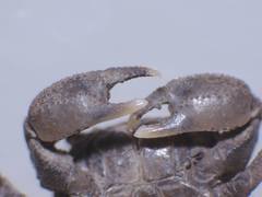 Baruna sinensis