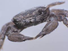 Baruna sinensis