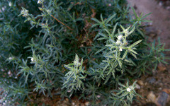 Johnstonella racemosa